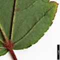 SpeciesSub: subsp. taronense